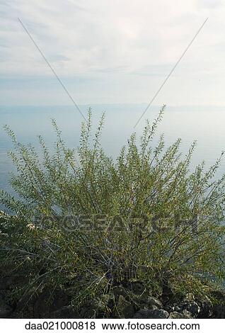 Bush, body of water in background View Large Photo Image Stock Photo - Bush, body of water in background. Fotosearch