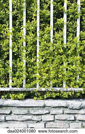 Bushes growing behind railing, full frame View Large Photo Image Stock Image - Bushes growing behind railing, full frame. Fotosearch