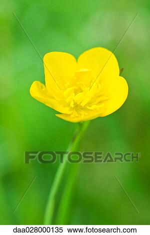 Buttercup, close-up View Large Photo Image Stock Photography - Buttercup, close-up. Fotosearch