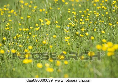 Stock Photo - Buttercups growing in field. Fotosearch
