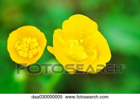 Stock Photography - Buttercups, high angle view. Fotosearch