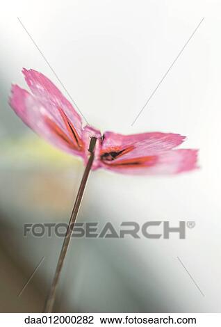 Butterfly decoration View Large Photo Image Stock Image - Butterfly decoration. Fotosearch