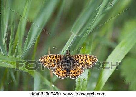 Butterfly flying among leaves View Large Photo Image Stock Image - Butterfly flying among leaves. Fotosearch
