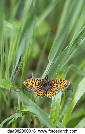 Butterfly flying among leaves View Large Photo Image Stock Photograph - Butterfly flying among leaves. Fotosearch