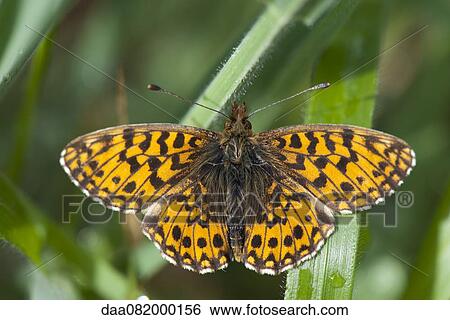 Butterfly flying among leaves View Large Photo Image Stock Photograph - Butterfly flying among leaves. Fotosearch