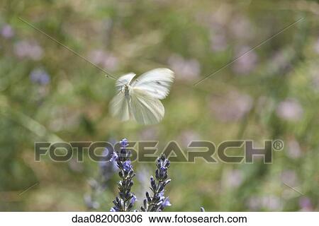 Stock Photograph - Butterfly flying over flowers. Fotosearch