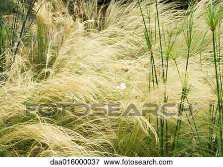 Butterfly in tall grasses View Large Photo Image Stock Photo - Butterfly in tall grasses. Fotosearch
