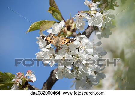 Butterfly on cherry blossom View Large Photo Image Picture - Butterfly on cherry blossom. Fotosearch