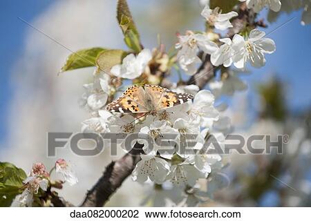 Butterfly on cherry blossom View Large Photo Image Stock Image - Butterfly on cherry blossom. Fotosearch