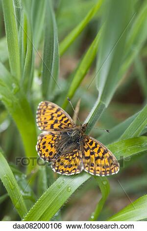 Stock Photograph - Butterfly on leaf. Fotosearch