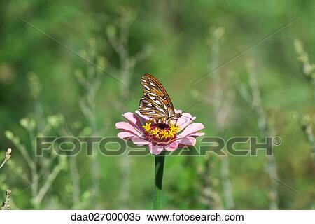 Butterfly on zinnia in field View Large Photo Image Stock Photography - Butterfly on zinnia in field. Fotosearch