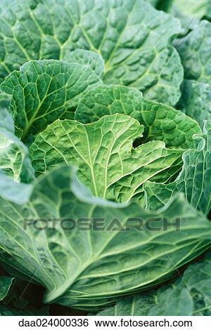 Cabbage View Large Photo Image Stock Photograph - Cabbage. Fotosearch