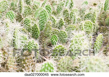 Cacti, full frame View Large Photo Image Stock Photography - Cacti, full frame. Fotosearch