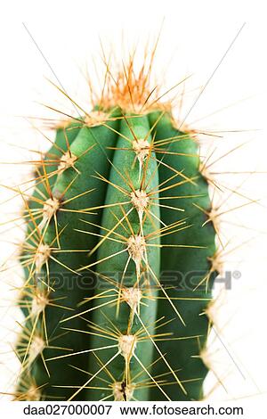 Stock Photo - Cactus, close-up. Fotosearch