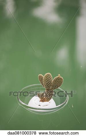 Cactus (Opuntia dicrodasys) in bowl, floating on water View Large Photo Image Stock Photo - Cactus (Opuntia dicrodasys) in bowl, floating on water. Fotosearch