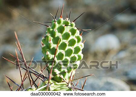Cactus View Large Photo Image Stock Image - Cactus. Fotosearch