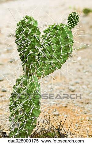 Cactus View Large Photo Image Stock Photography - Cactus. Fotosearch