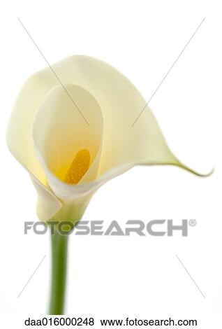 Calla lily, close-up View Large Photo Image Stock Photo - Calla lily, close-up. Fotosearch