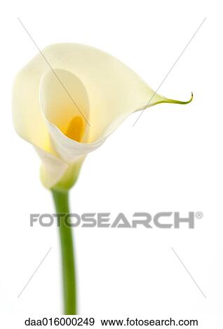 Calla lily, close-up View Large Photo Image Stock Photo - Calla lily, close-up. Fotosearch