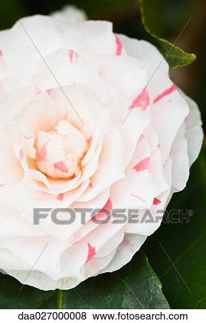 Camellia flower, close-up View Large Photo Image Stock Photo - Camellia flower, close-up. Fotosearch