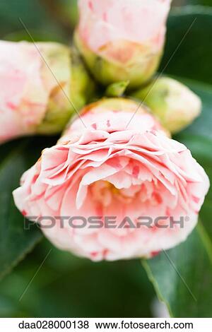 Camellia flowers View Large Photo Image Stock Photo - Camellia flowers. Fotosearch