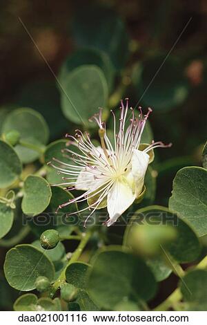 Caper blossom, close-up View Large Photo Image Stock Photograph - Caper blossom, close-up. Fotosearch