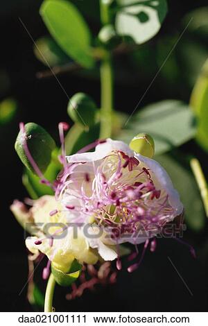 Stock Image - Caper blossom. Fotosearch
