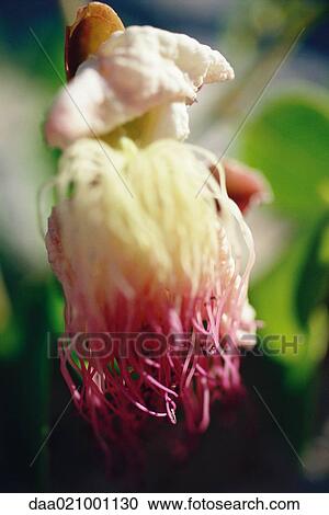 Stock Image - Caper blossom. Fotosearch