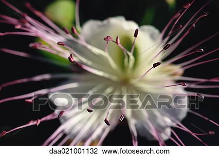 Stock Image - Caper blossom. Fotosearch