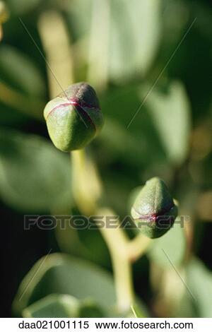 Capers on tree, close-up View Large Photo Image Stock Photography - Capers on tree, close-up. Fotosearch