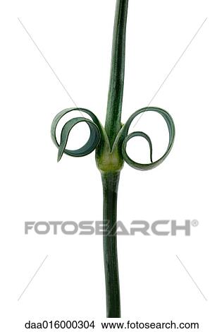 Carnation stem and leaves View Large Photo Image Picture - Carnation stem and leaves. Fotosearch