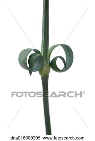 Carnation stem and leaves View Large Photo Image Stock Photography - Carnation stem and leaves. Fotosearch