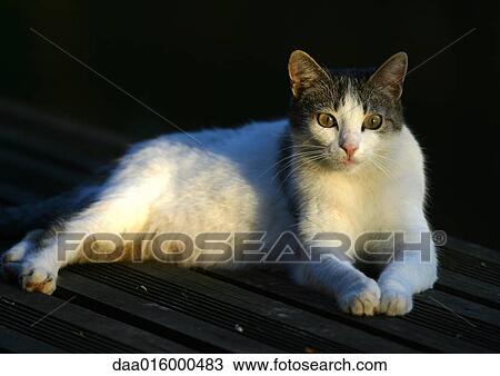 Cat, full length View Large Photo Image Stock Image - Cat, full length. Fotosearch