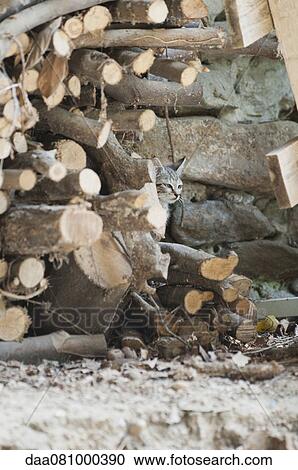 Stock Image - Cat hiding in wood pile. Fotosearch