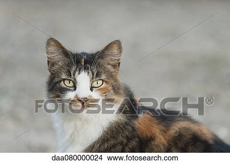 Cat looking at camera View Large Photo Image Picture - Cat looking at camera. Fotosearch