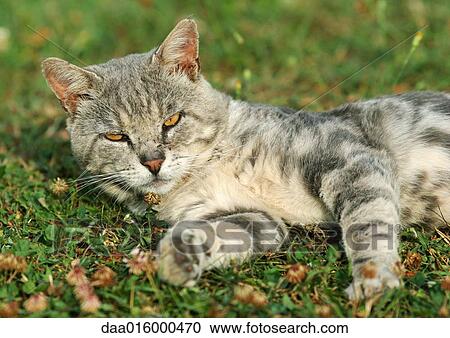 Cat lying in grass View Large Photo Image Stock Image - Cat lying in grass. Fotosearch