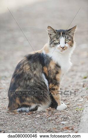 Stock Photograph - Cat sitting outdoors, looking at camera. Fotosearch