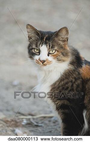 Cat sitting outdoors View Large Photo Image Stock Image - Cat sitting outdoors. Fotosearch