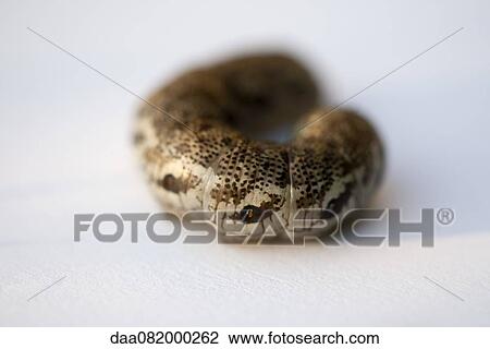 Caterpillar, close-up View Large Photo Image Stock Image - Caterpillar, close-up. Fotosearch