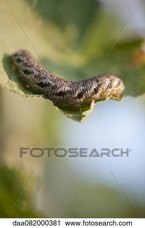 Stock Image - Caterpillar eating leaf. Fotosearch