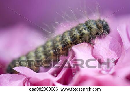 Caterpillar on hydrangea flower View Large Photo Image Stock Photograph - Caterpillar on hydrangea flower. Fotosearch