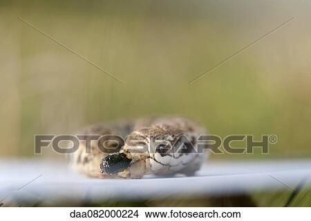 Caterpillar View Large Photo Image Picture - Caterpillar. Fotosearch
