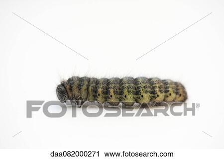 Caterpillar View Large Photo Image Stock Image - Caterpillar. Fotosearch