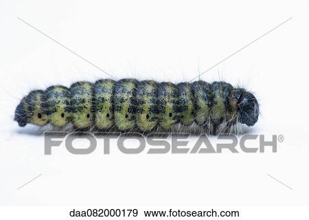 Caterpillar View Large Photo Image Stock Photo - Caterpillar. Fotosearch