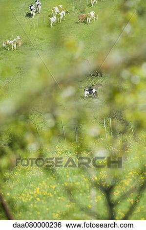 Cattle grazing in pasture, high angle view View Large Photo Image Stock Photograph - Cattle grazing in pasture, high angle view. Fotosearch