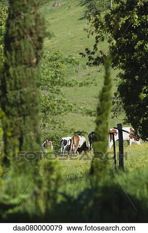 Cattle grazing in pasture View Large Photo Image Stock Photo - Cattle grazing in pasture. Fotosearch
