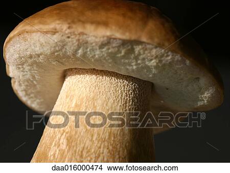 Picture - Cep mushroom, close-up. Fotosearch