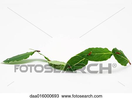 Chain of laurel leaves View Large Photo Image Stock Image - Chain of laurel leaves. Fotosearch