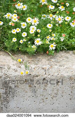 Chamomile View Large Photo Image Picture - Chamomile. Fotosearch