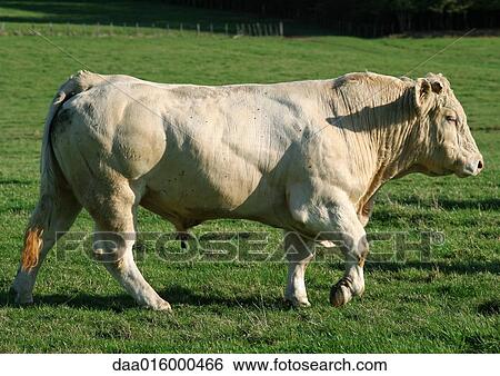 Charolais cow, full length, side view View Large Photo Image Stock Photograph - Charolais cow, full length, side view. Fotosearch